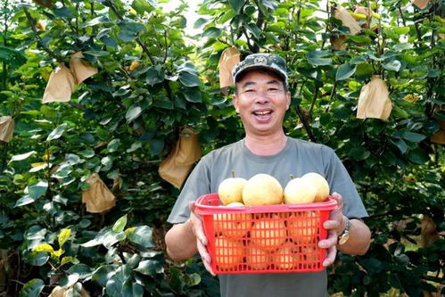 福建永定臺(tái)灣脆梨豐收上市，生態(tài)農(nóng)業(yè)守護(hù)無脊椎動(dòng)物多樣性